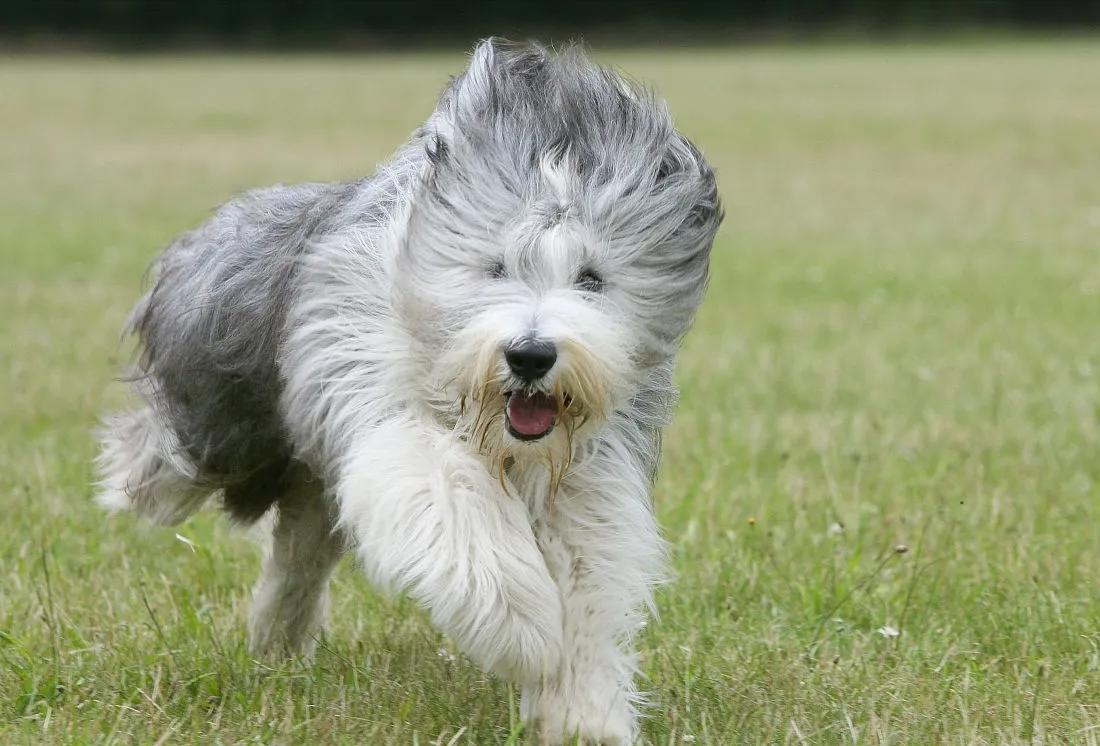 什么狗比较适合暴脾气的人养,警戒性强且适合养的狗