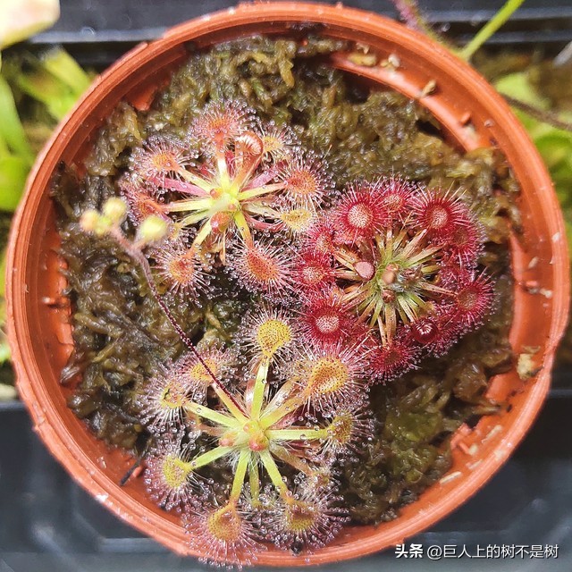 食虫植物茅膏菜养殖方法,茅膏菜可以养在室内吗