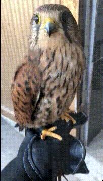 笑死了，女朋友说她昨晚游泳去了，这晒痕就是最好的证明