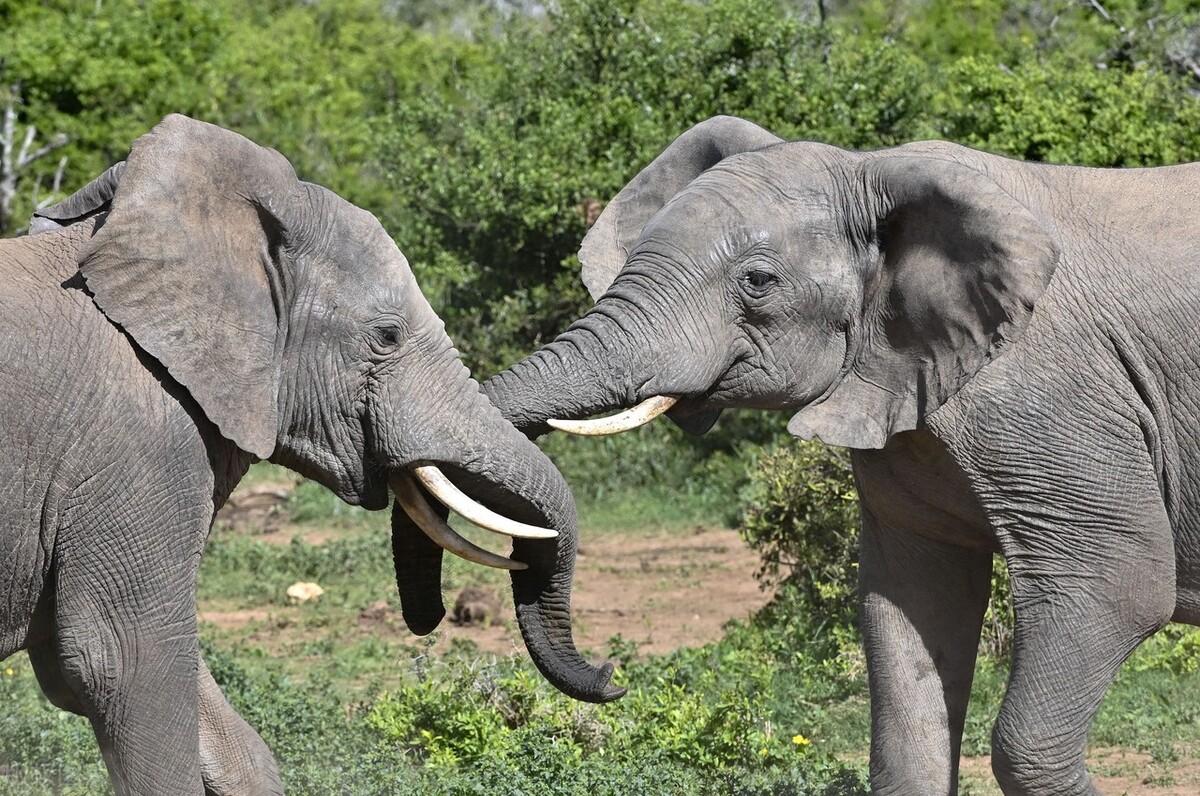 十个看似不真实但却真实存在的动物事实