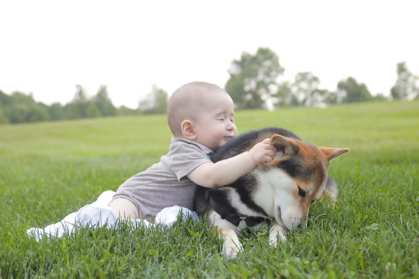 适合家养的最好养的小型宠物狗,最适合儿童饲养的十种宠物狗一览