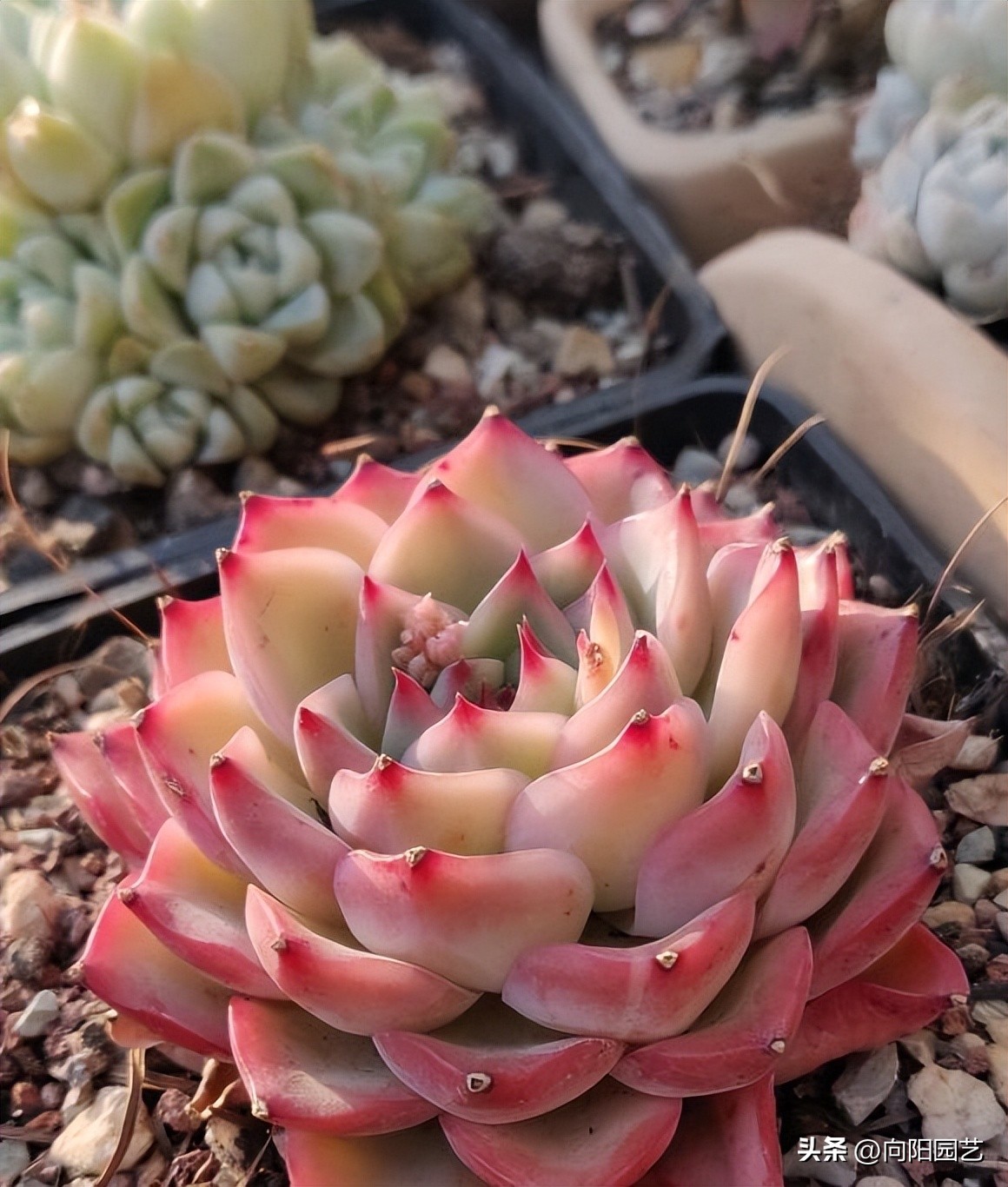 冬天多肉被冻得软了还能活吗,冬天买多肉能活吗