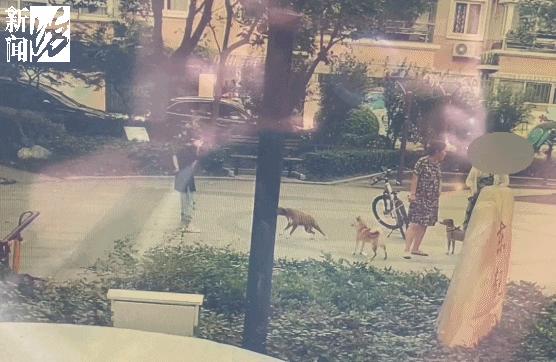 女子小区被狗咬,小区狗咬到人报警警察怎么处理呢