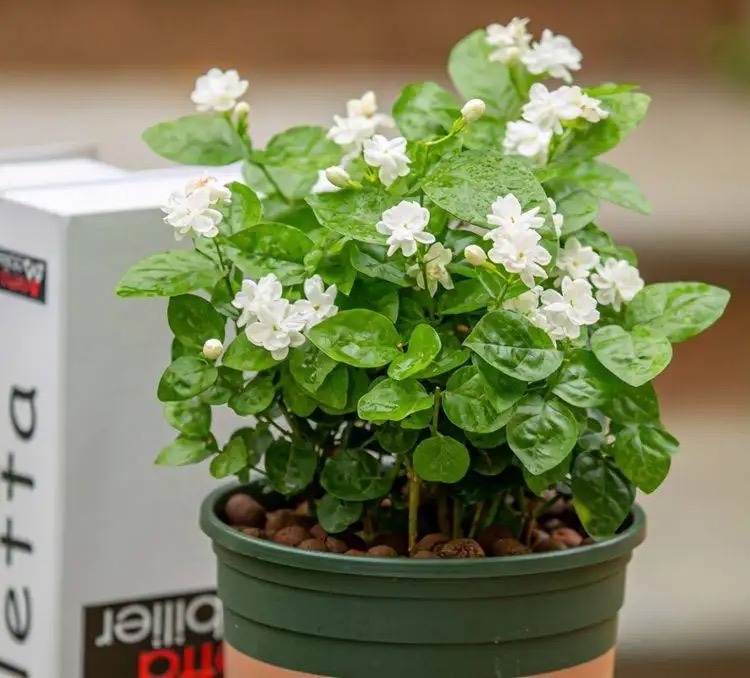 卧室养花，必养3种，香气淡雅枝叶繁茂，养神促睡眠，身体精神棒