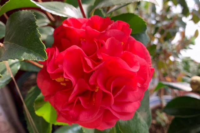 克瑞墨大牡丹花期,克瑞墨雪中开花