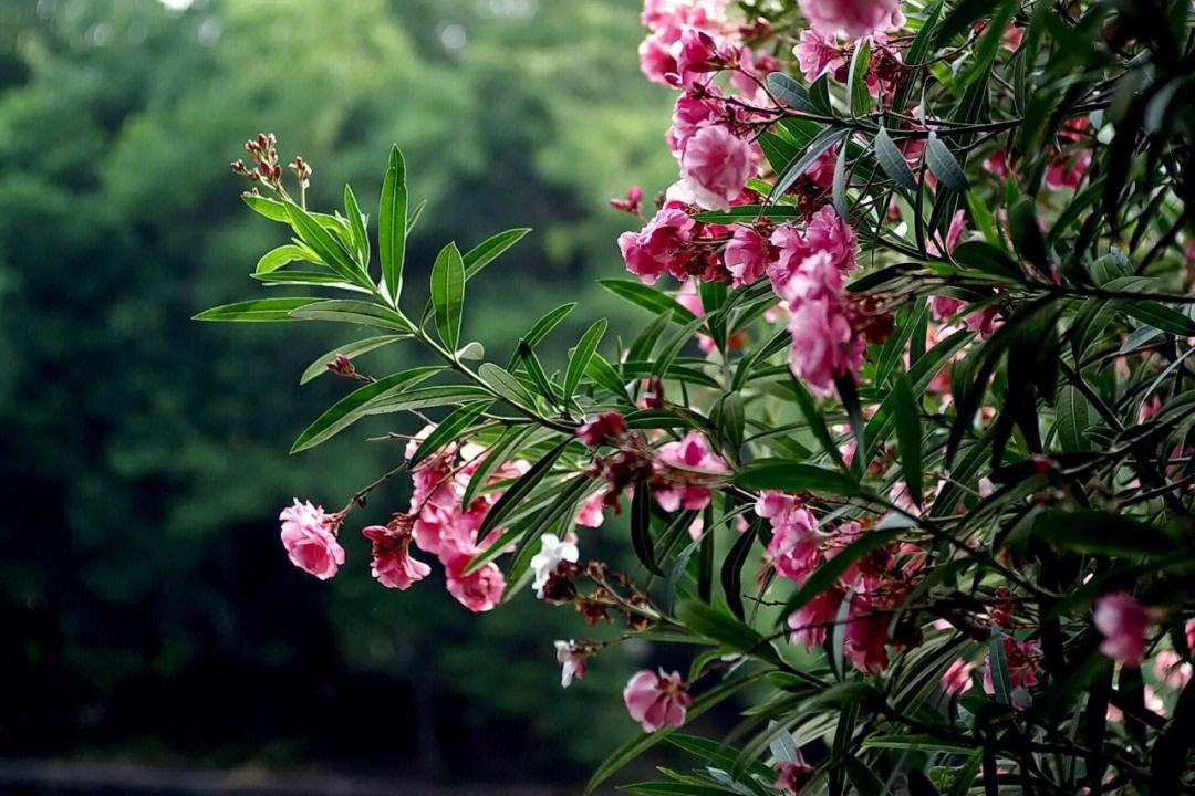 四种花只因太晦气，很少有人愿意养家里，换做是你，你会介意吗？