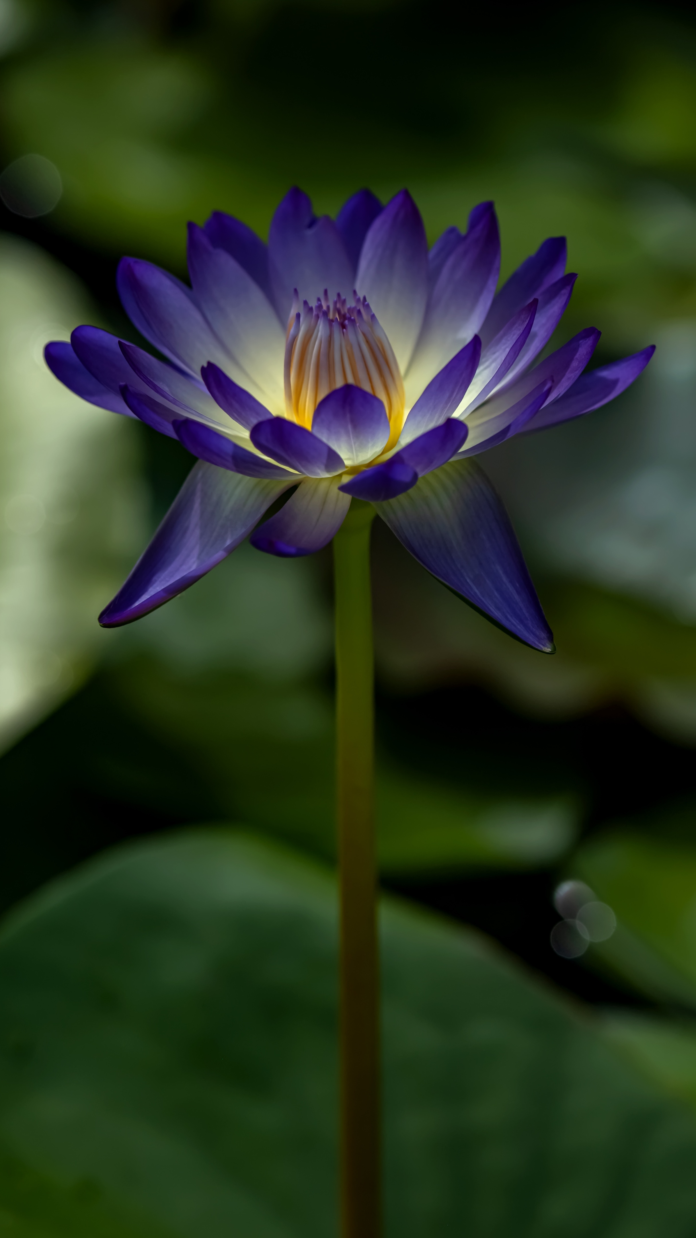 南方四季中小型睡莲,国家植物园睡莲