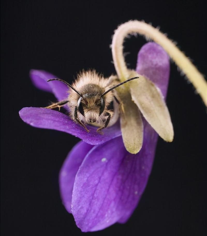 壁蜂人工繁殖饲养能产蜜吗,果树壁蜂授粉回巢