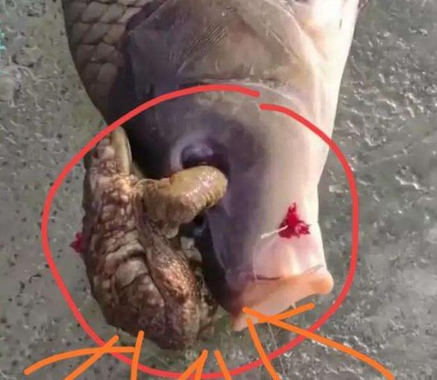 钓友钓到怪鲤鱼被吓坏,冰钓掉入水中搞笑视频