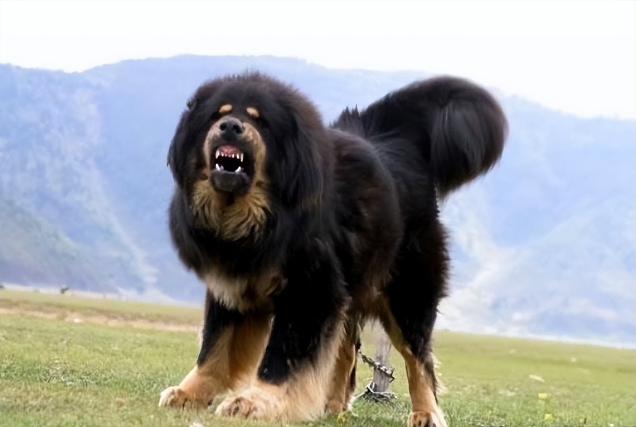 动物园全部被虎王咬死的故事,动物世界雄狮咬死鬣狗首领