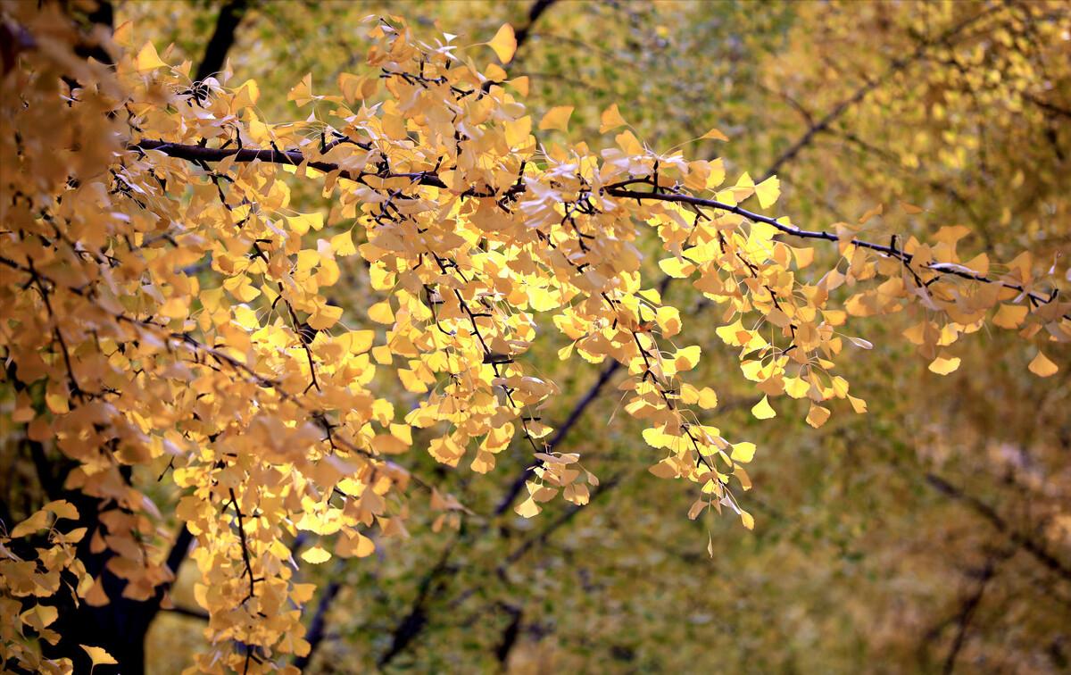青山隐隐水迢迢秋尽江南草未凋,青山隐隐水迢迢杨再春书法欣赏