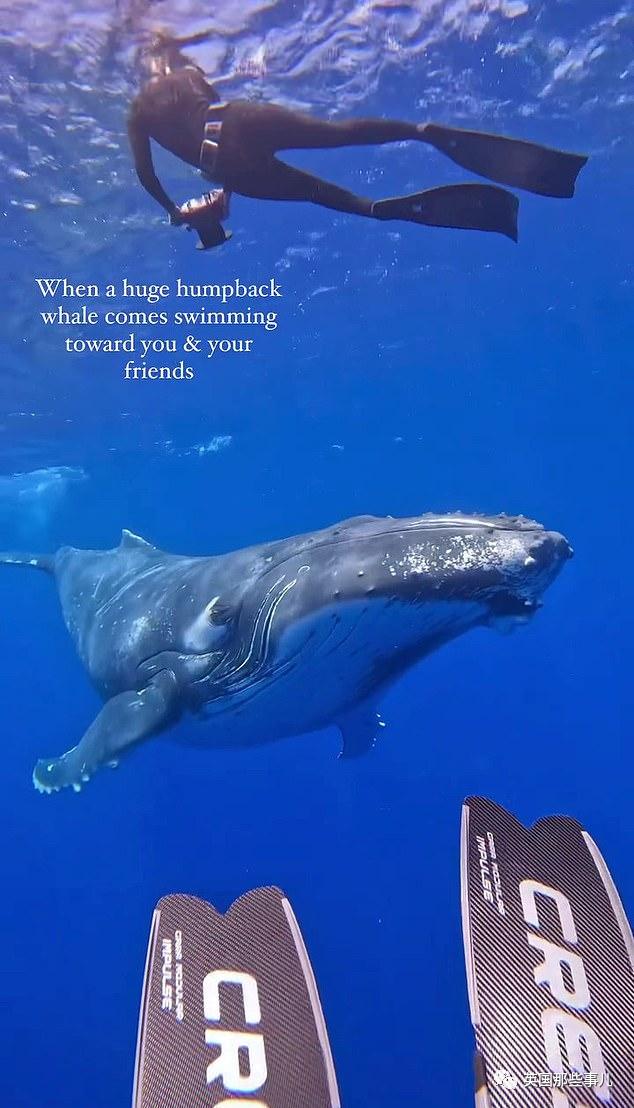 巨型座头鲸搁浅海滩数小时,巨大座头鲸出水瞬间