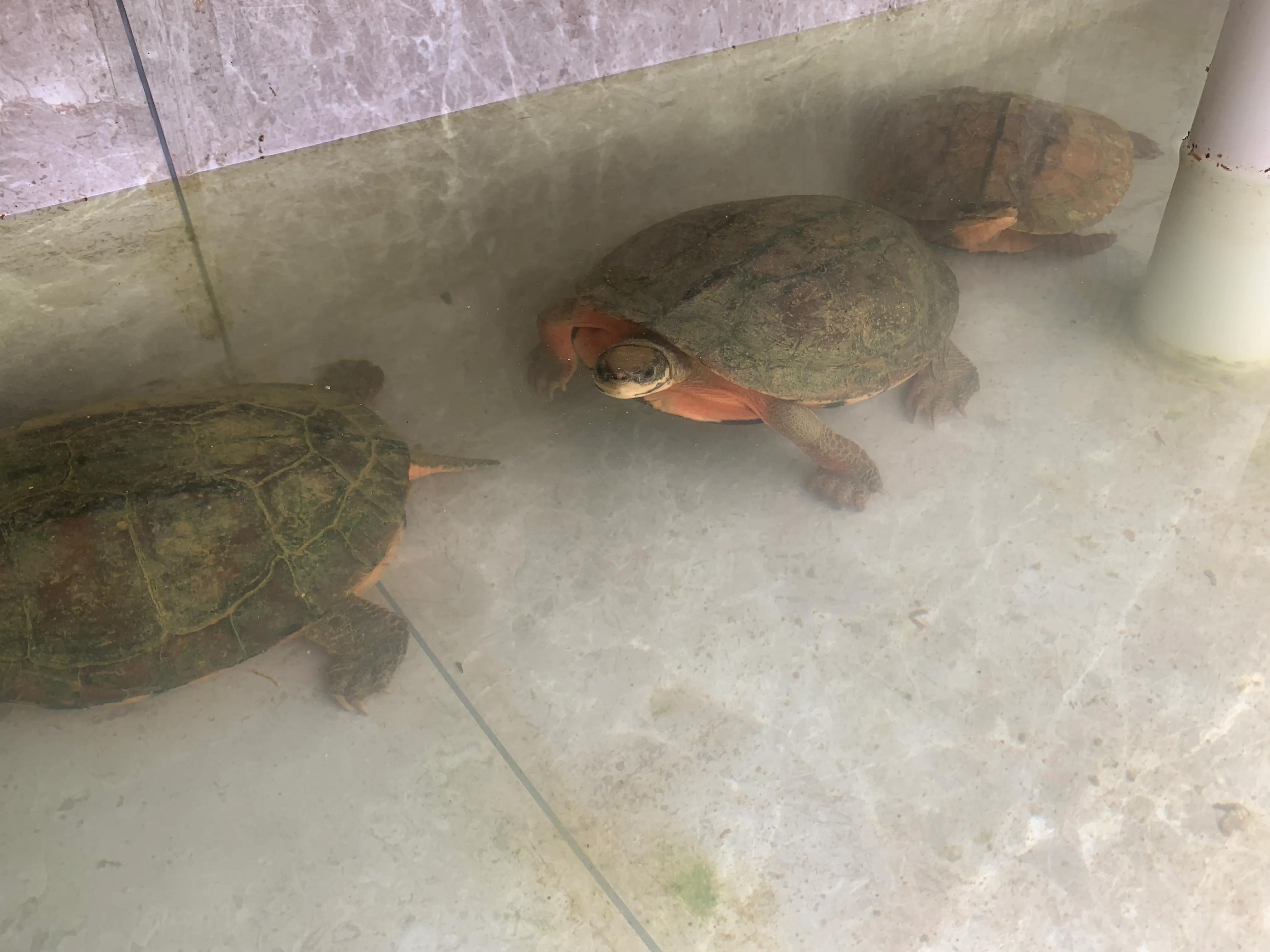 三线闭壳金钱龟养殖方法,三线闭壳金钱龟陆养