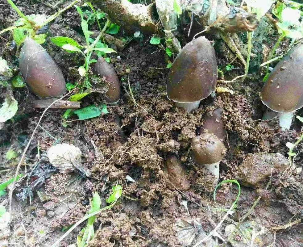 【原创】散文·江南春笋