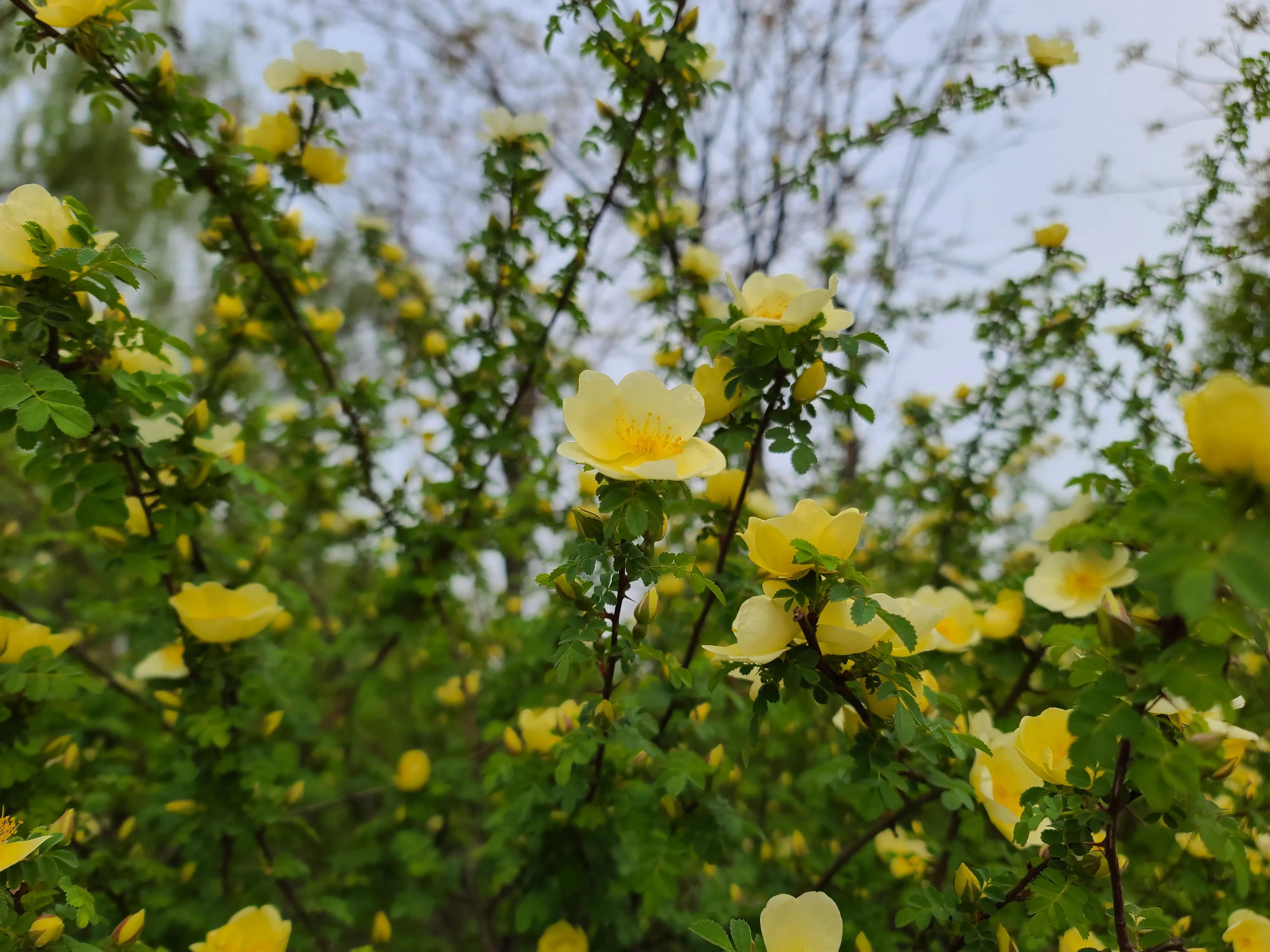 三星s20ultra拍照效果图,三星note20ultra前置摄像头