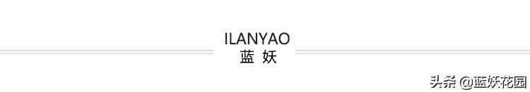 月季顶端枝接如何防止黑杆,月季修剪后上面黑杆了怎么办