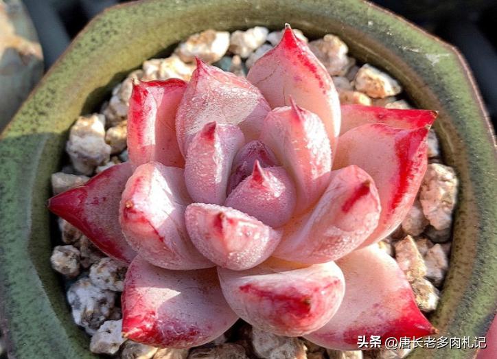 多肉野卡介绍,多肉野卡品种大全