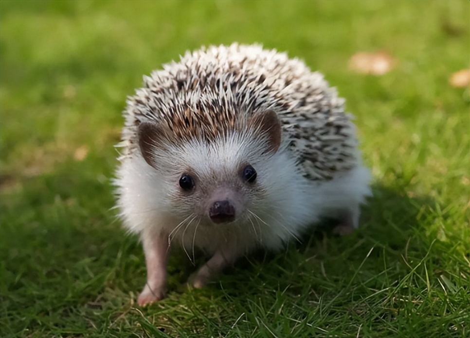 进家门的蛇为什么不能打,为什么有见蛇不能打的说法