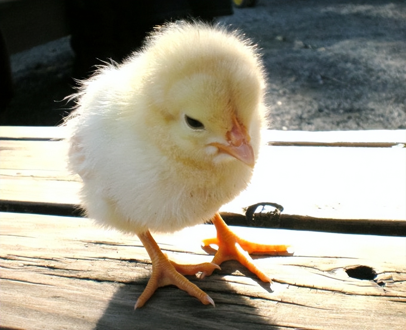 鸡生吞了水蛭会怎么样,鸡吃了水蛭不死吗