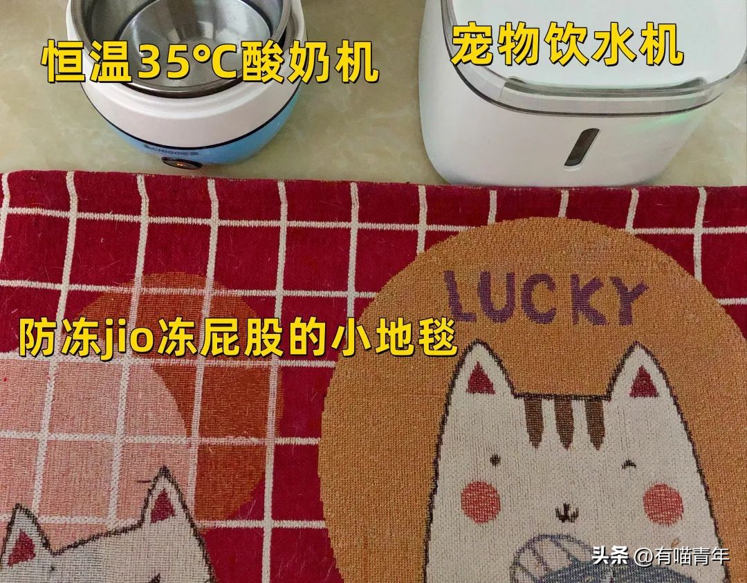 养猫的100个怪癖,养猫变态