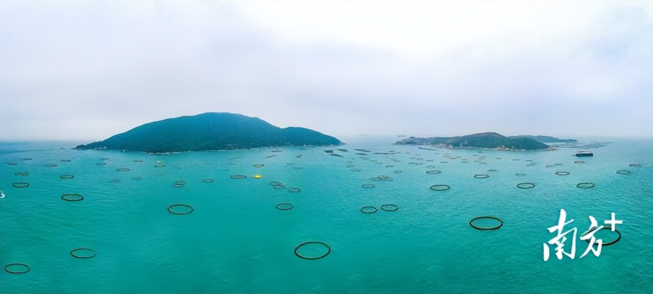 从“猎捕”到“农牧”,珠海万山国家级海洋牧场示范区正破浪成型