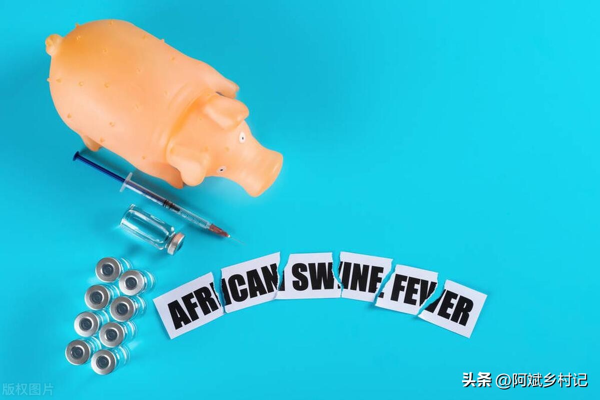 非洲猪瘟是什么？它能杀死所有的猪吗？快来看看