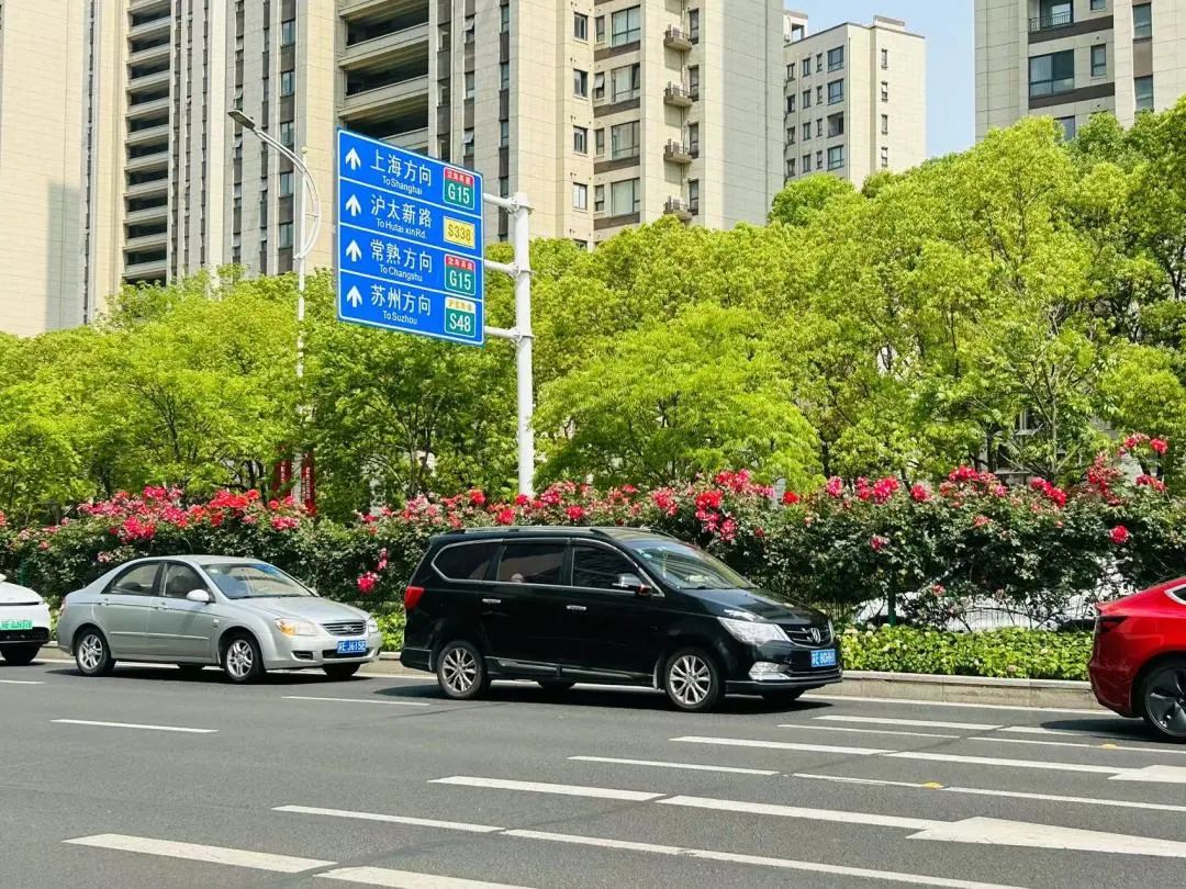 太仓蓝色花海,太仓好看的花海