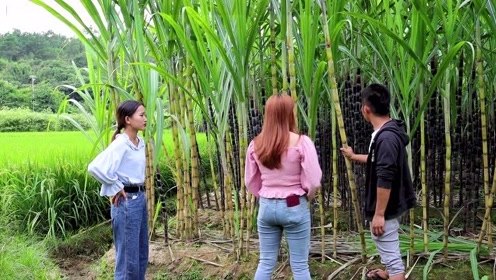 怎么种植甘蔗长得又粗又高又甜,甘蔗怎么种植能长得又粗又高又甜