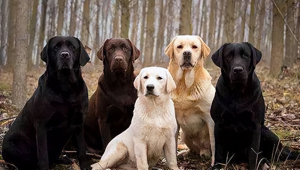 黑色拉布拉多和金毛哪个好养,农村养黑色拉布拉多