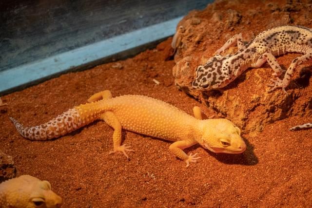 广州白云山风景区出现蛇,广州哪个景区好多蛇