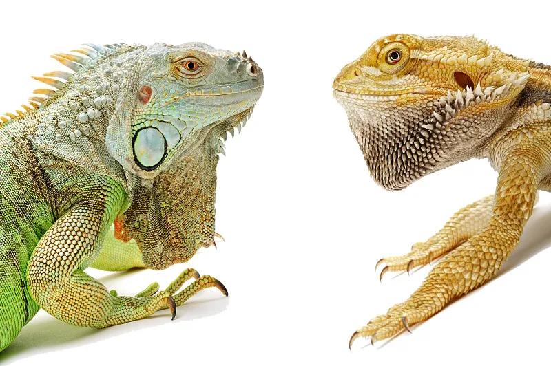 什么宠物对纯素食者最好,好养且可以食用的宠物有哪些