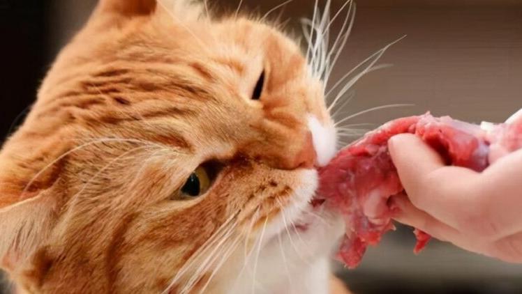 猫咪只喝水不吃东西怎么办,猫咪走丢两天回来无精打采只喝水