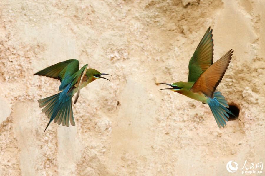 栗喉蜂虎厦门,可爱精灵小鸟