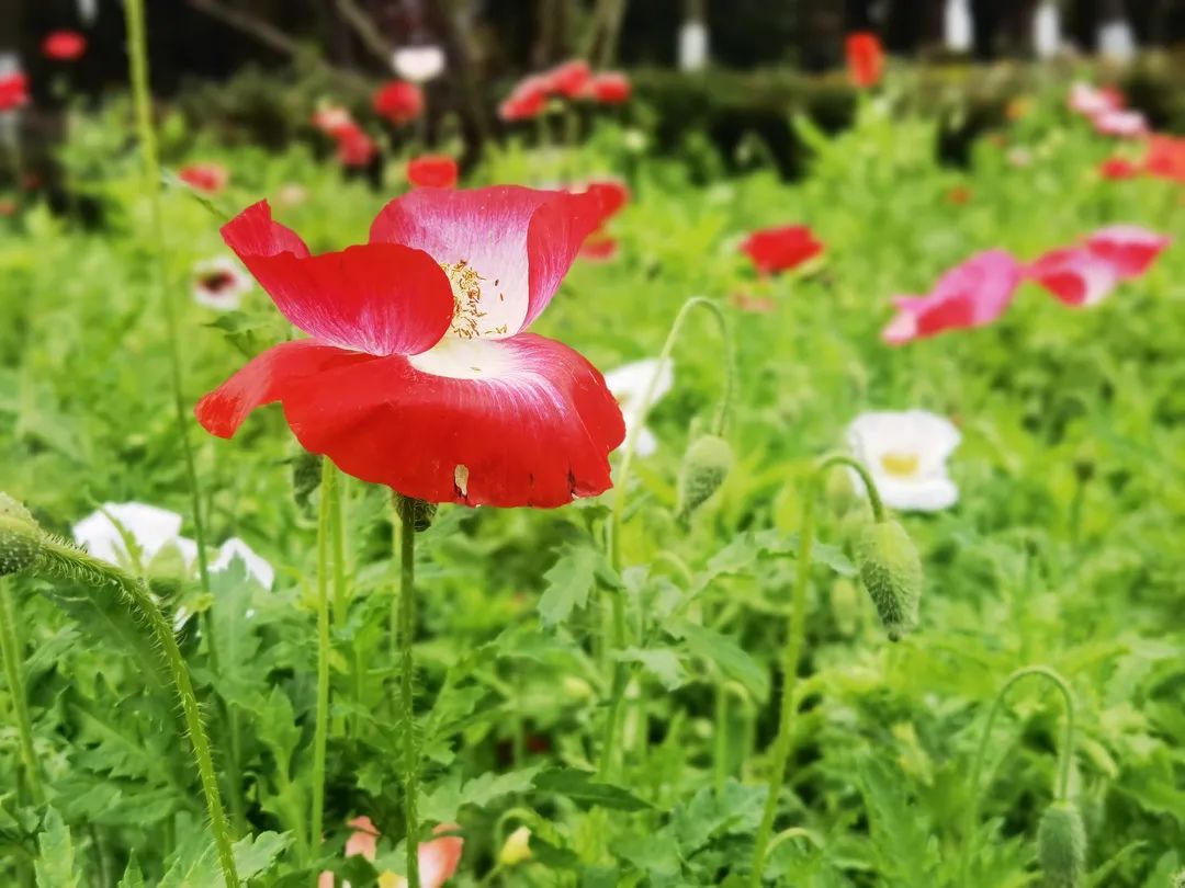 必去的花溪公园,假期余额不足游玩依旧火热