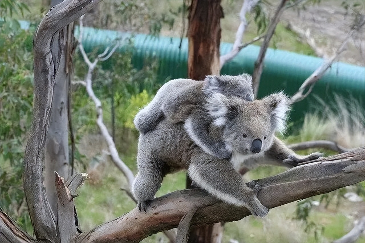 吃喝拉撒都在狗笼里,袋鼠拉屎在育儿袋里吗
