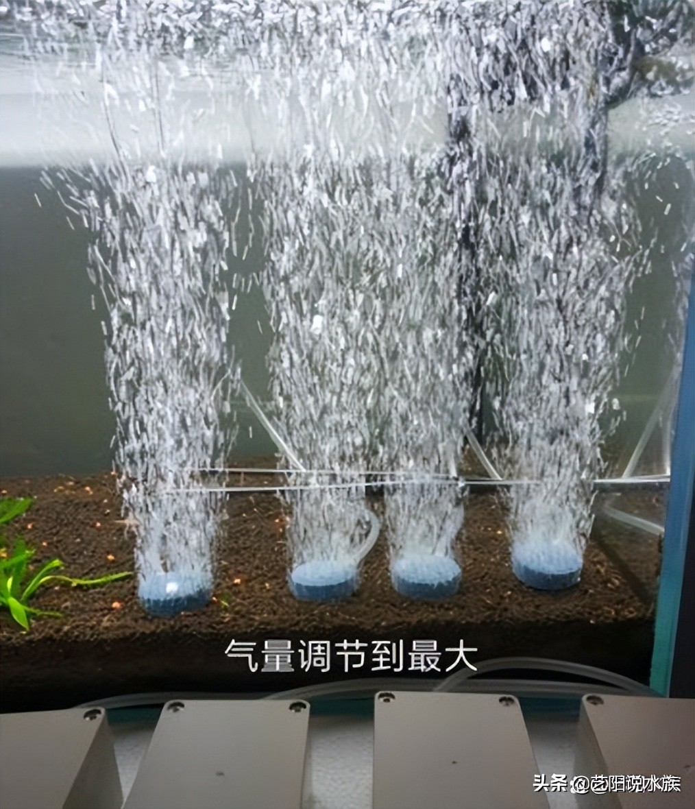 如何养锦鲤需要注意什么,如何饲养好锦鲤视频