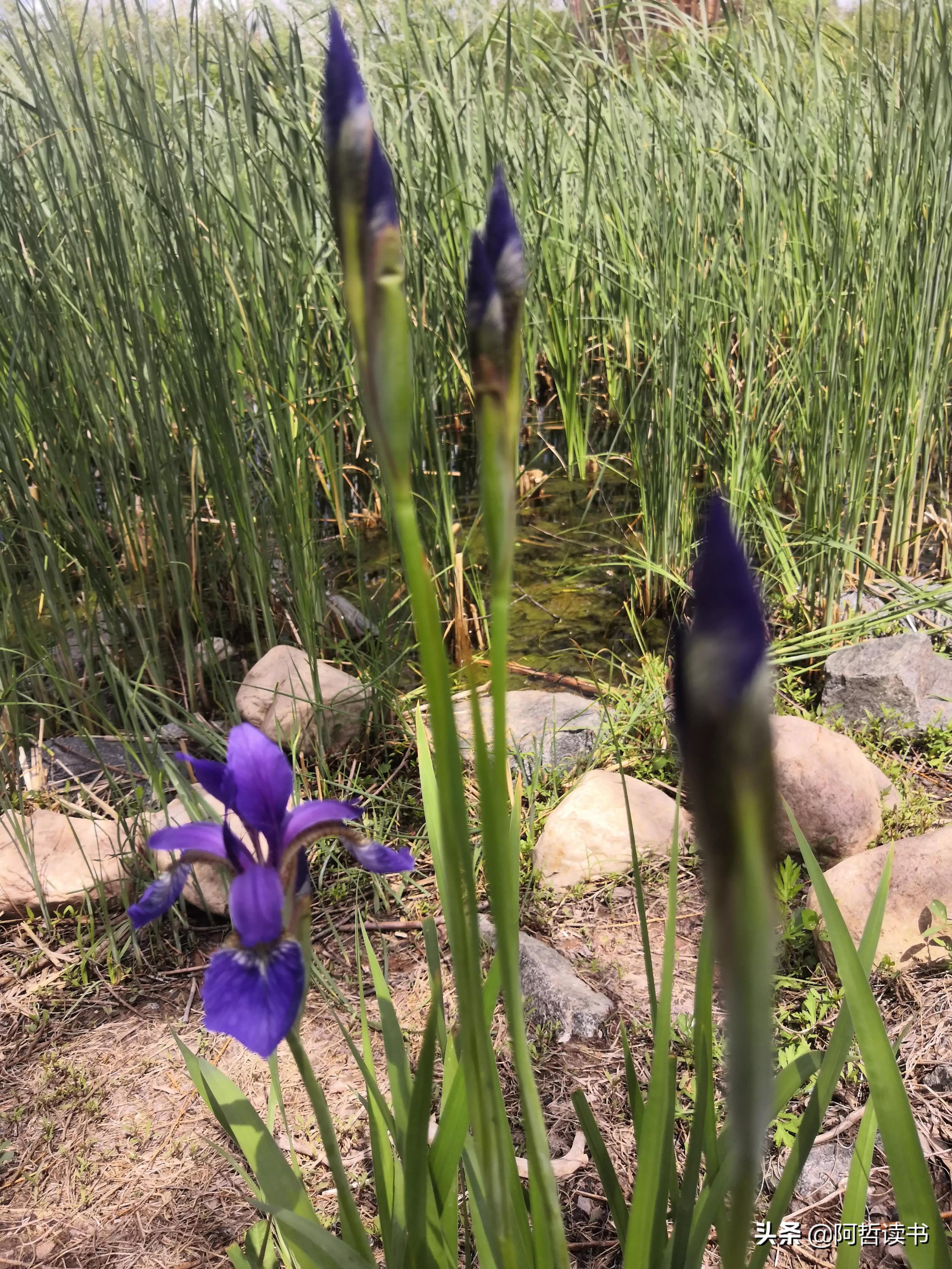 婀娜多姿鸢尾花,鸢尾花婀娜多姿