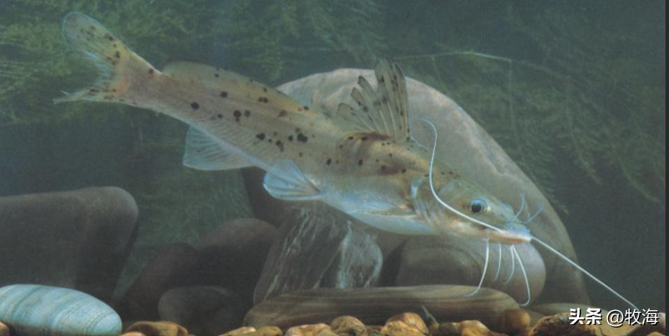 中国四大名鱼鲥鱼,长江里的淡水鱼什么最好吃