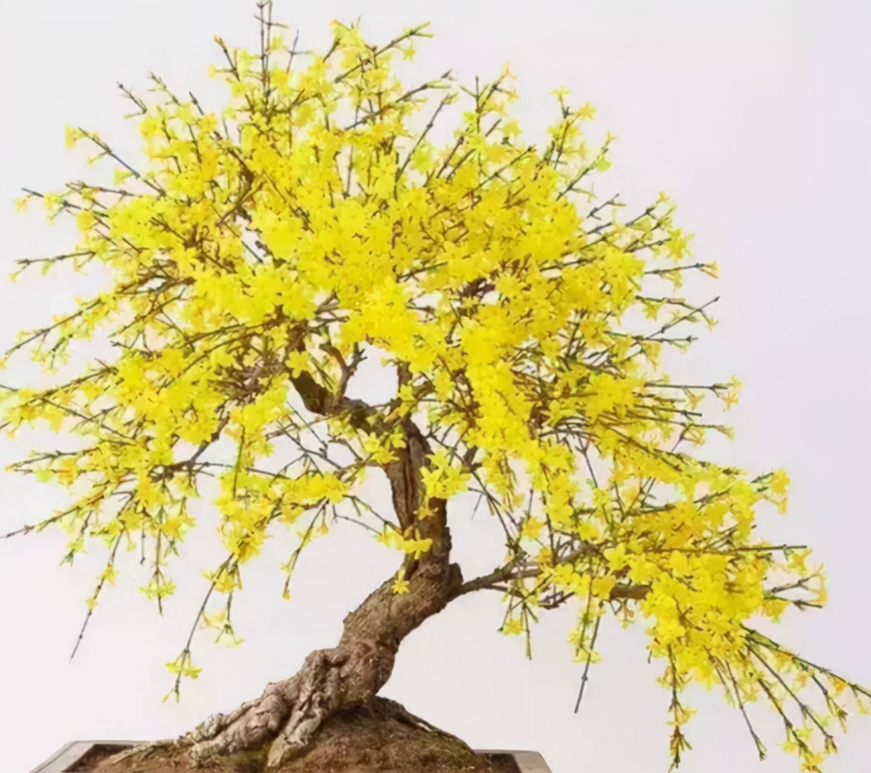 容易养的花苗而且开花时间长,10种公认最好养的花占地小