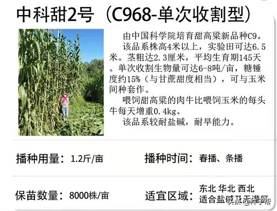 新型巨型高粱,巨型高粱品种