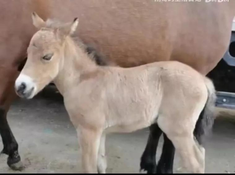动物千姿百态,动物园的动物千姿百态
