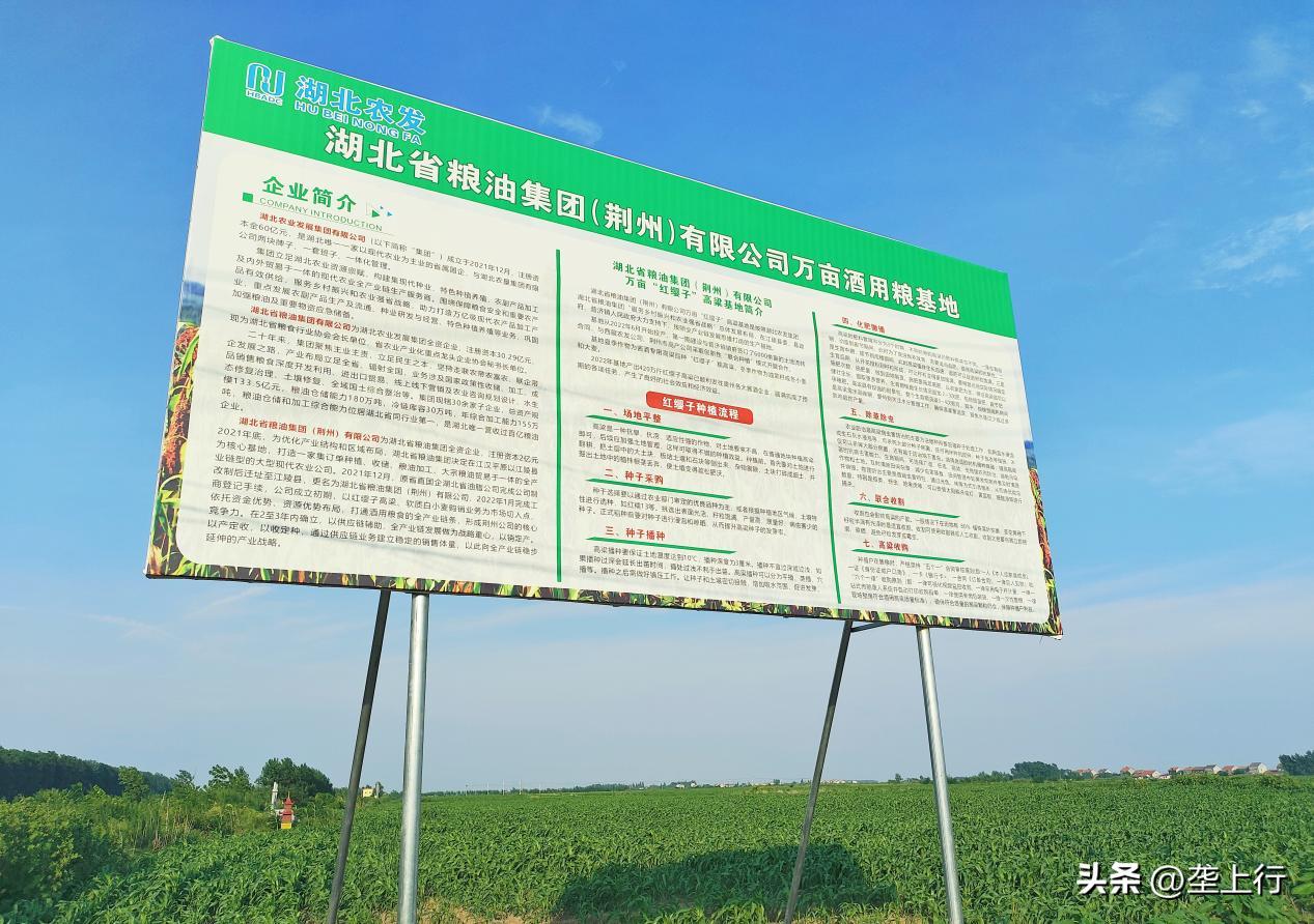 湖北省粮油集团名单,2019粮油销售额