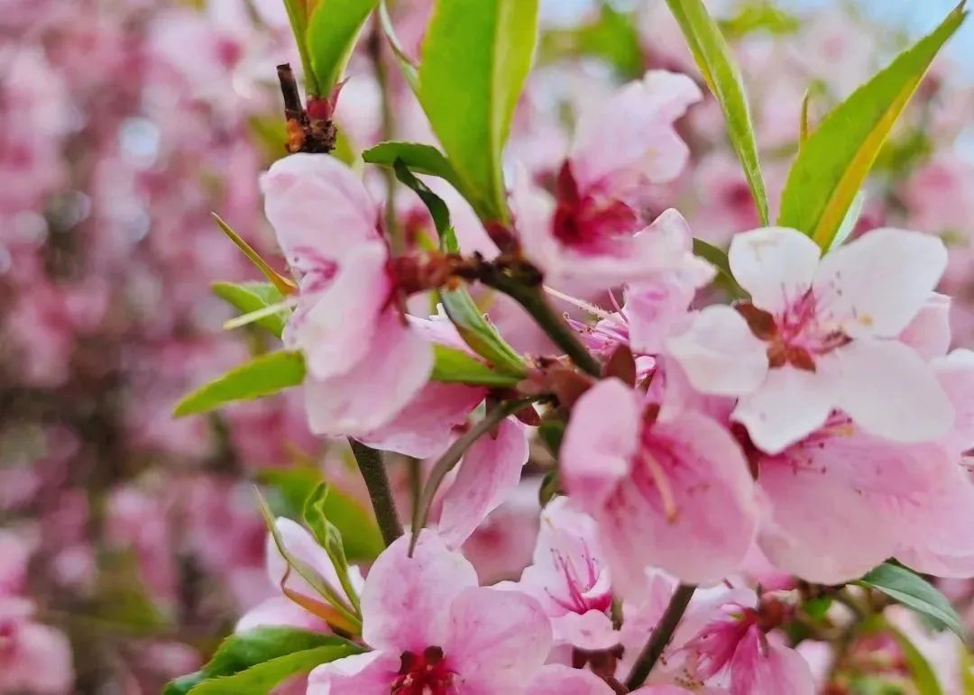 兰州西北中学自主招生时间,兰州西北中学自主招生简章