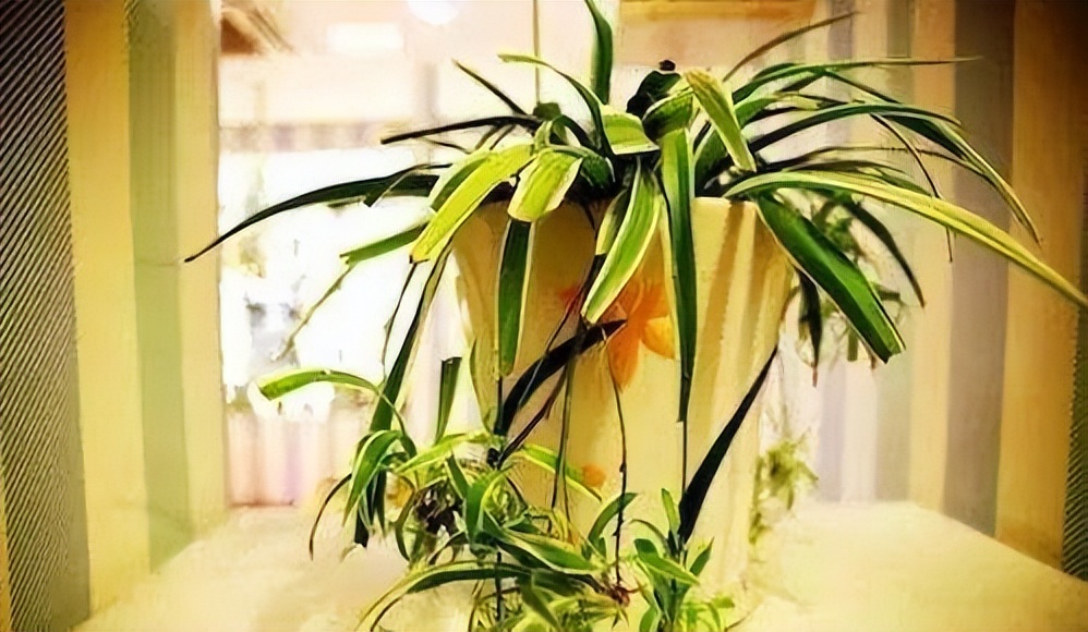 哪些室内花花期长又好养,室内养太多花好吗