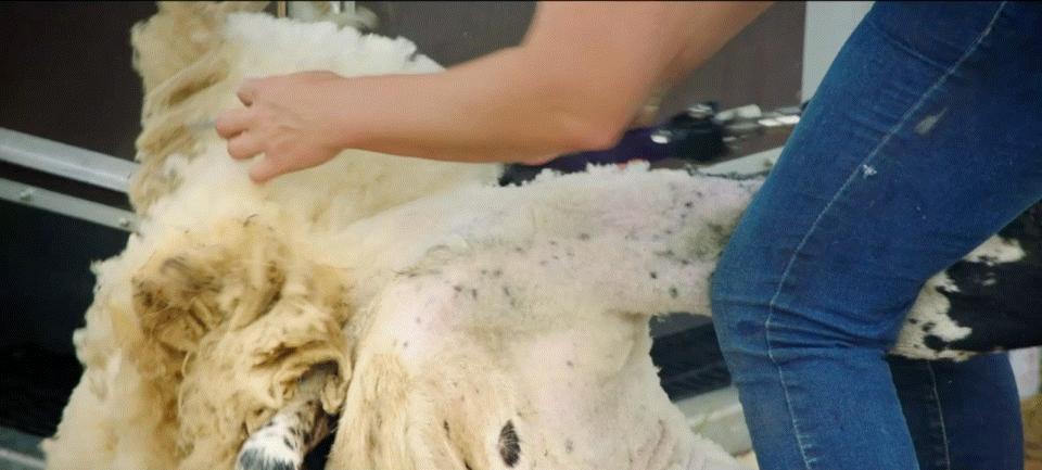 英国老汉开*博兰**基尼种地，一年才赚144英镑，把全世界观众整乐了