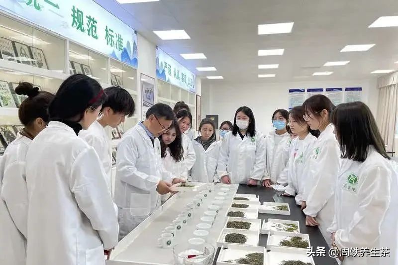 茶学专业前景分析,为什么要选择茶学专业这个专业