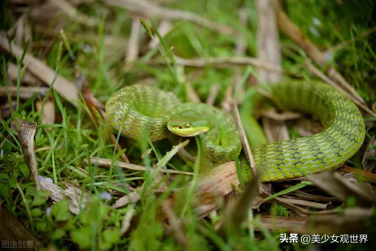 被五步蛇咬到会死吗,被五步蛇咬了走五步会死吗