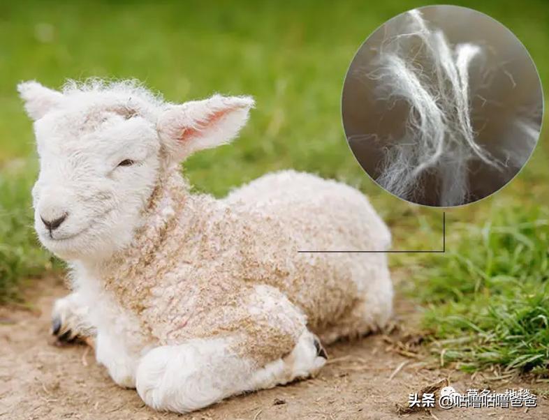 地毯有有害物质吗,地毯有刺鼻气味有毒吗