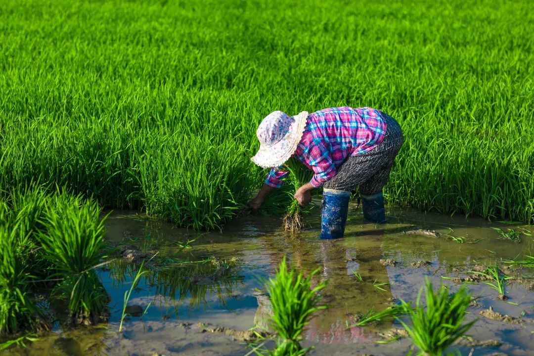 米价飙至近12年新高！全球上演“抢米大战”，中国为何不慌？