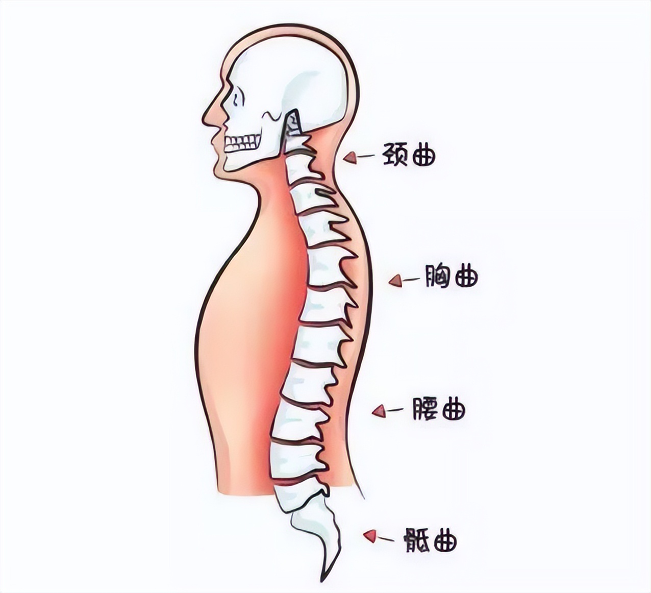 选什么样的枕头治颈椎,枕头护颈椎怎样选